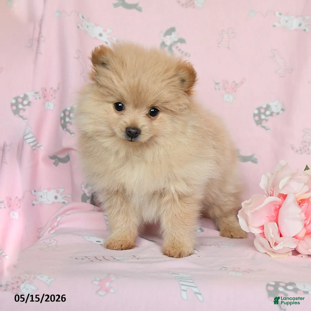 Pomeranian dogs for sale: Misty - Ad 2