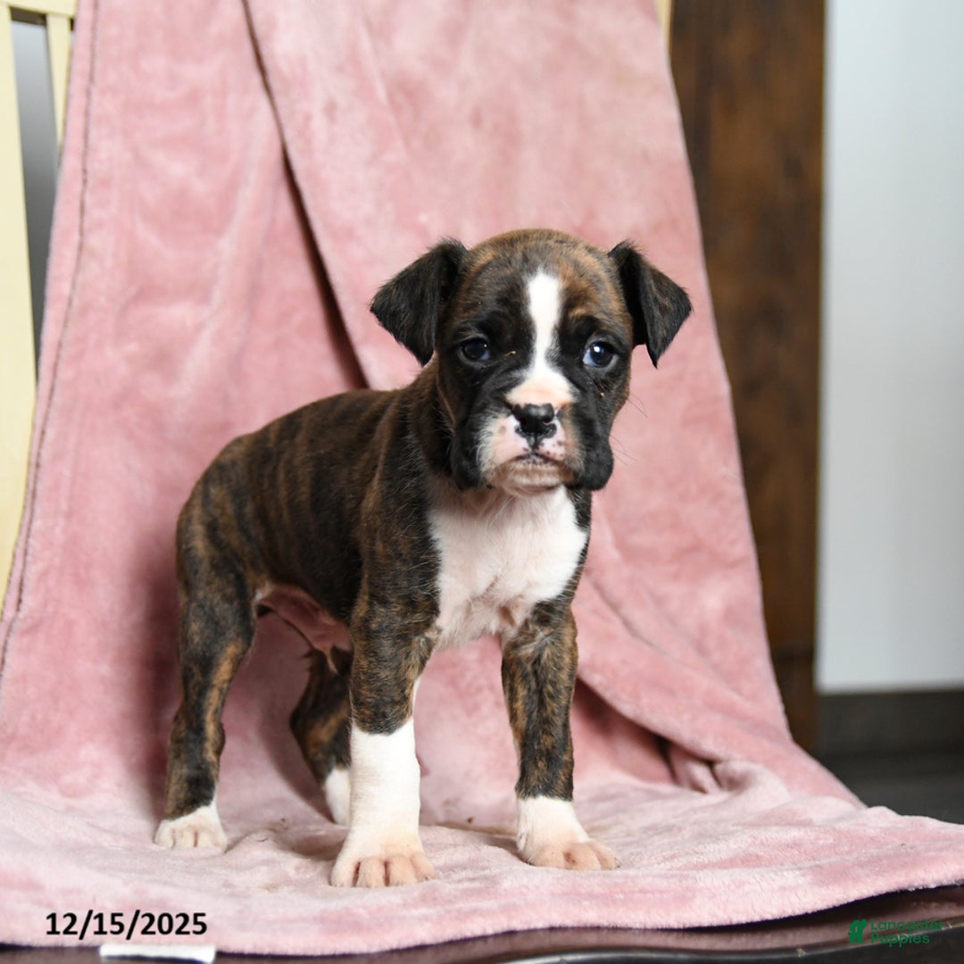 Boxer dogs for sale: Lawson - Ad 3