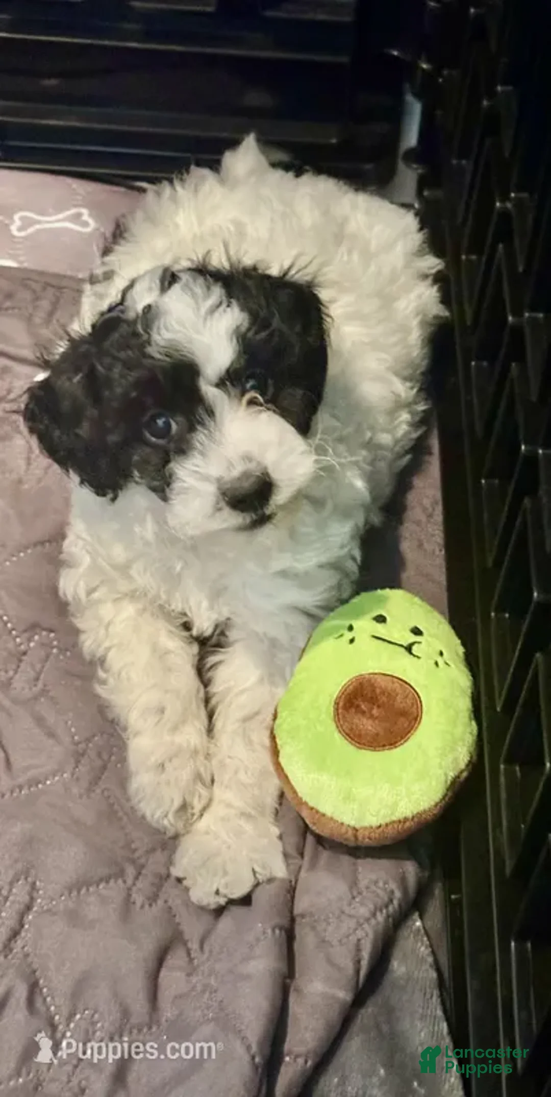 Mini Goldendoodle dogs for sale: Sasha - Ad 9