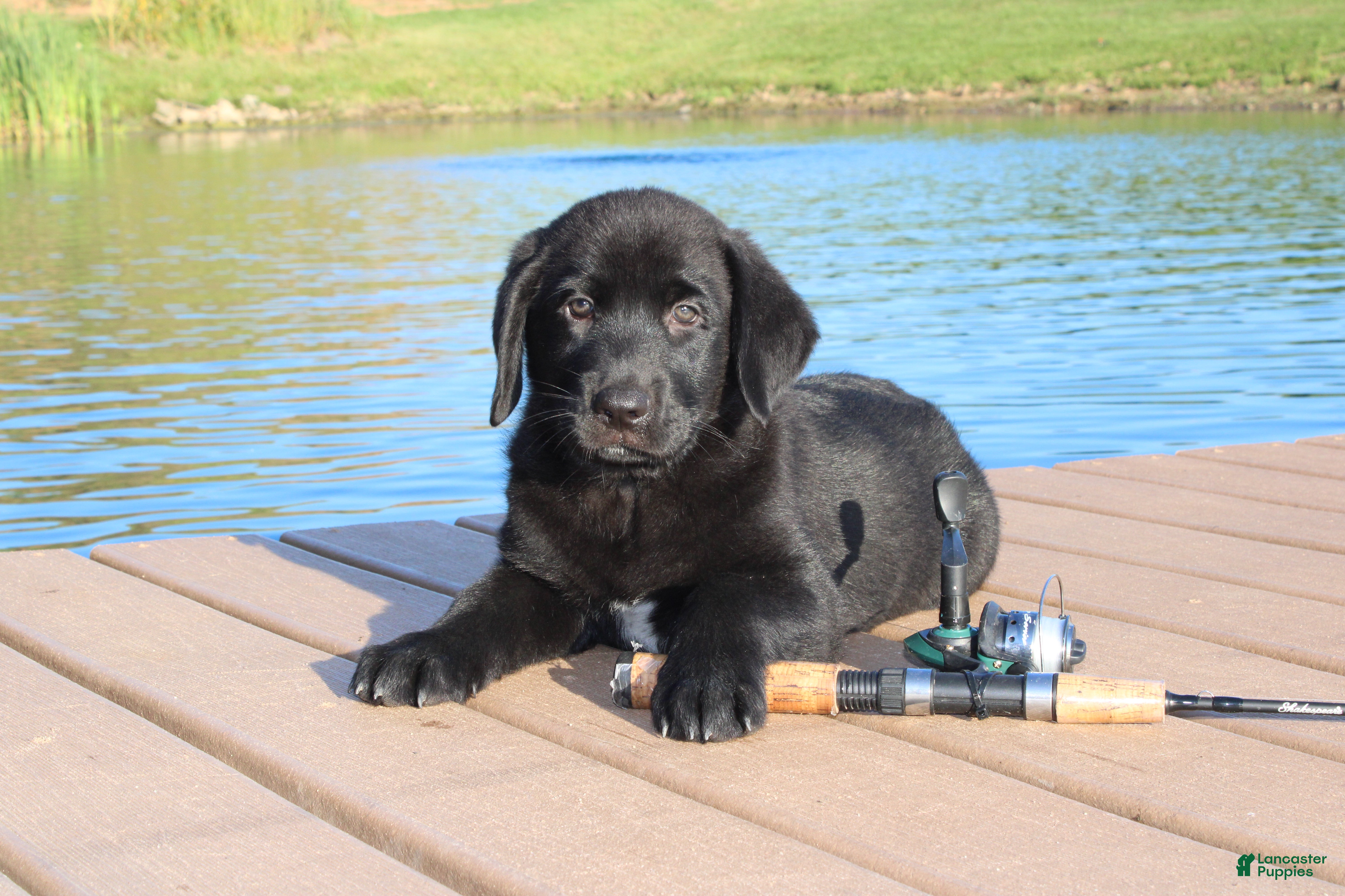Labrador Retriever dogs Bennie - Ad 2