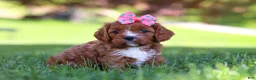 Cavapoo dogs for sale: Alison - Ad 2
