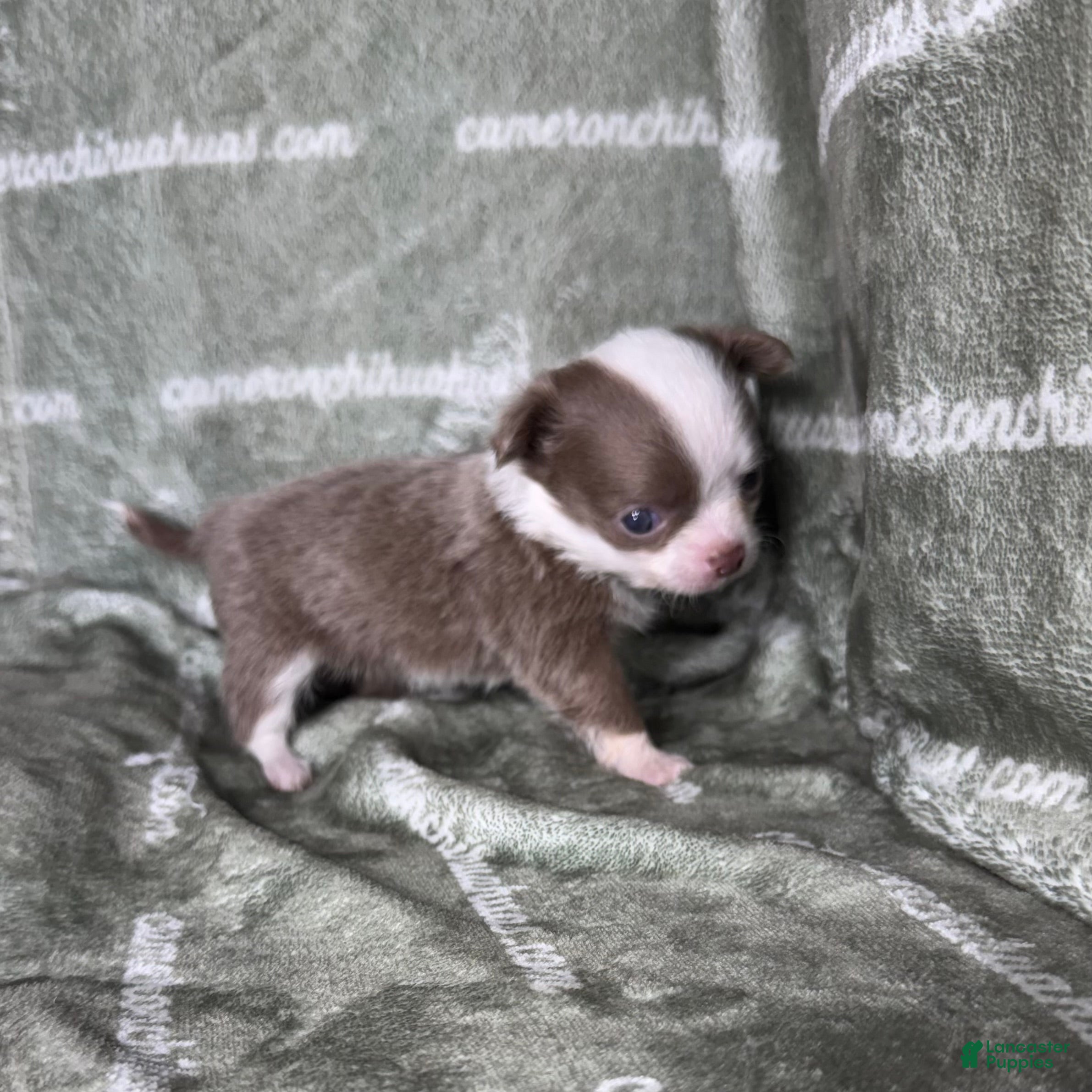 Chihuahua dogs Faline Micro Long Coat Lavender - Ad 2