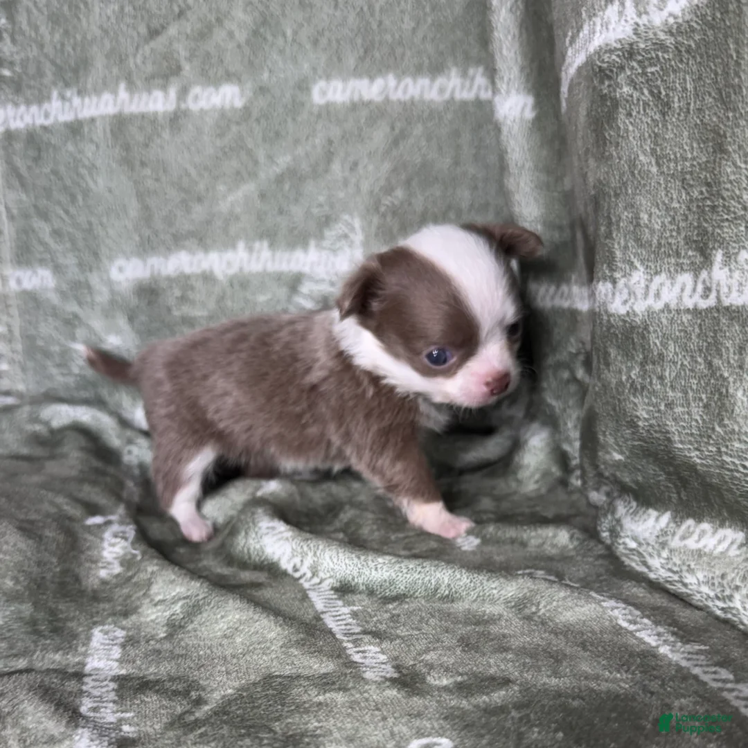 Chihuahua dogs for sale: Faline Micro Long Coat Lavender - Ad 2