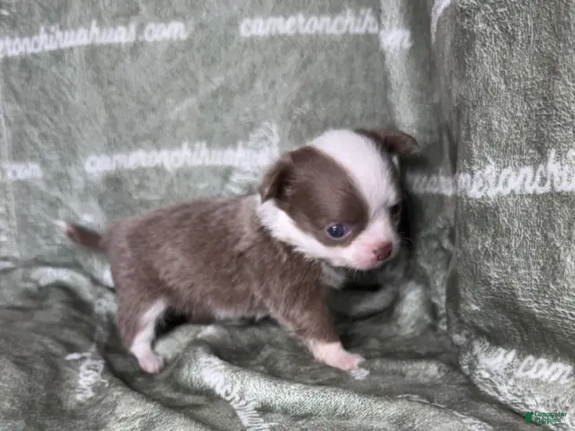 Chihuahua dogs for sale: Faline Micro Long Coat Lavender - Ad 2