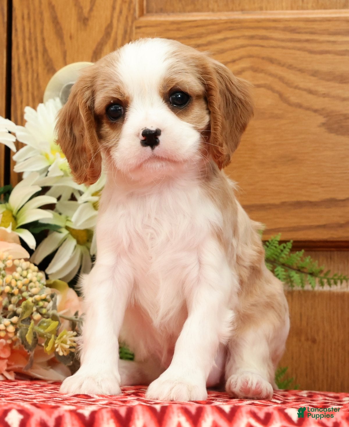 Cavalier King Charles Spaniel dogs Treasa - Ad 1