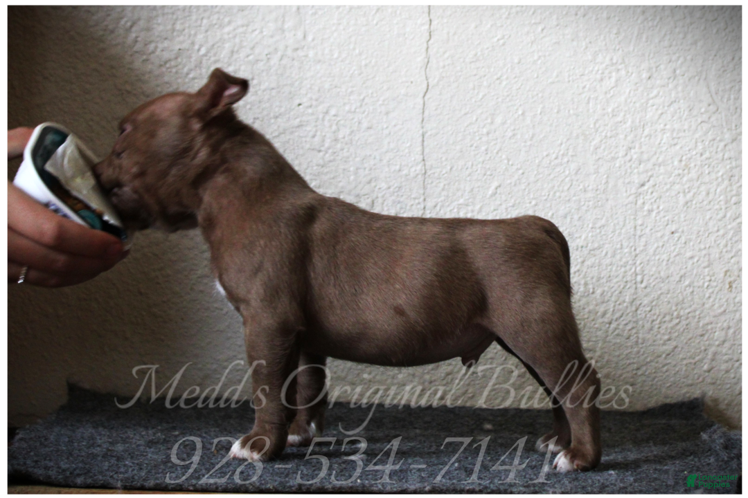 American Bully dogs for sale: Raven - Ad 2
