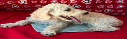 Toy Poodle dogs for sale: Milton - Ad 13