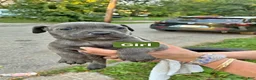 Cane Corso dogs for sale: Cane Corso 3 - Ad 4