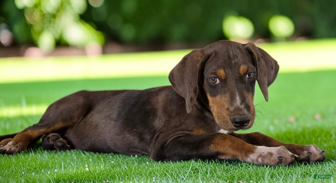 Catahoula Leopard Dog dogs for sale: Gypsie 2026 Female 1 - Ad 1