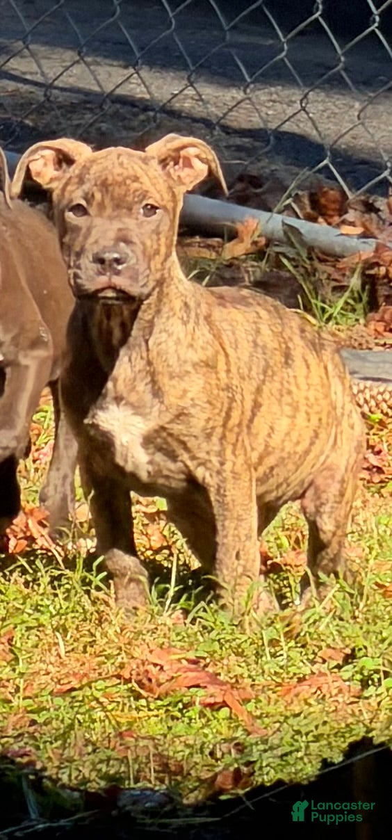 American Bully dogs for sale: American Bully 2 - Ad 2