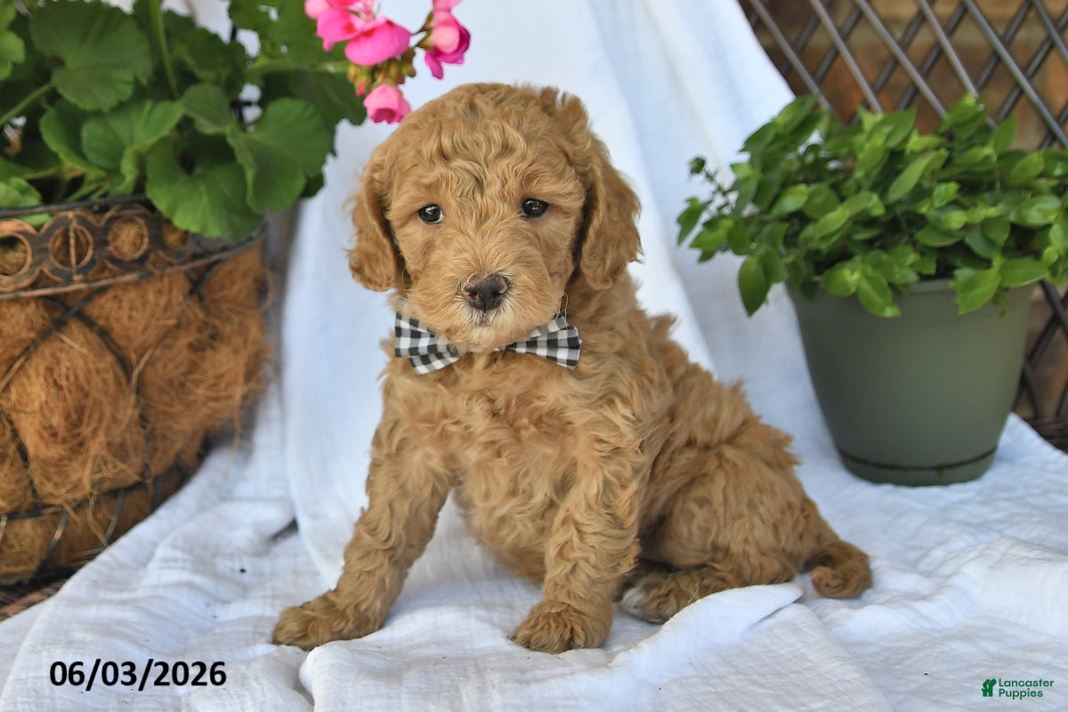 Mini Goldendoodle dogs for sale: Mimi - Ad 1