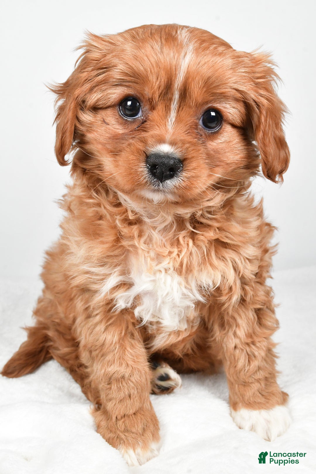 Cavapoo dogs for sale: Pearl f one b - Ad 6
