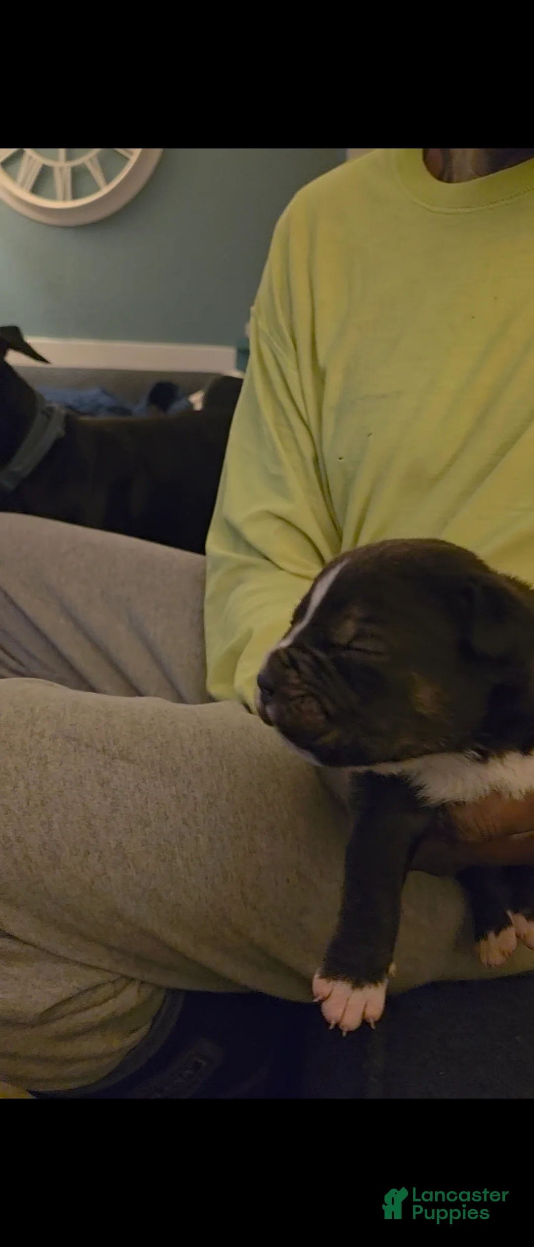 Mixed Breed dogs for sale: Mixed Breed Puppy 5 - Ad 6