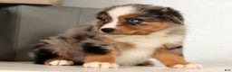Miniature Australian Shepherd dogs for sale: Dolly - Ad 9