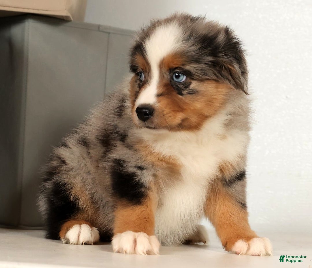 Miniature Australian Shepherd dogs for sale: Dolly - Ad 9