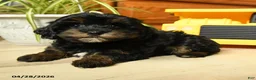 Havapoo dogs for sale: Sprinkle - Ad 13