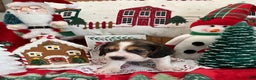 Beagle dogs for sale: Beagle Puppy 3 - Ad 6