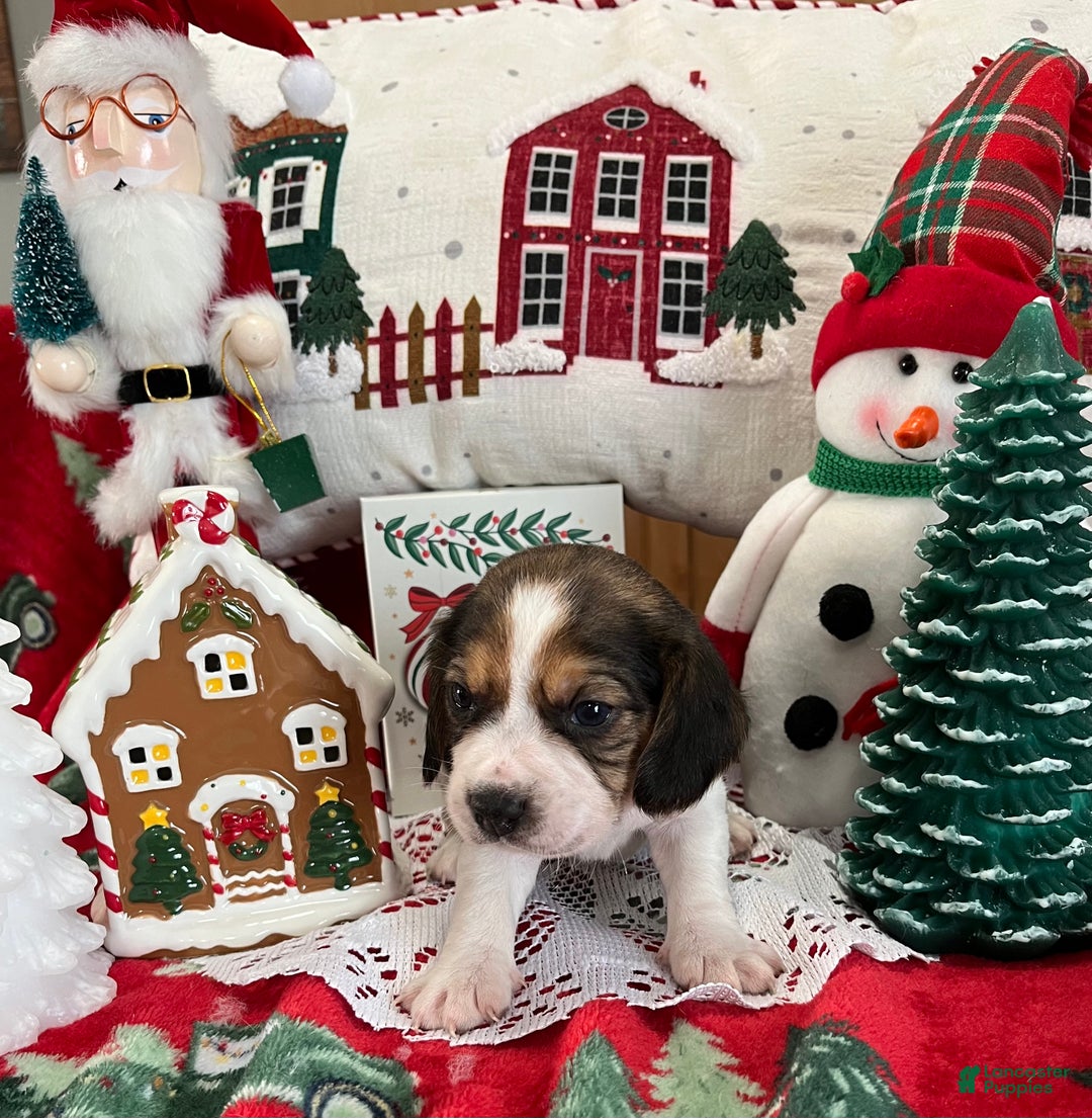 Beagle dogs for sale: Beagle Puppy 3 - Ad 6