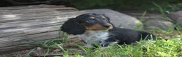 Miniature Dachshund dogs for sale: Buster  - Ad 3