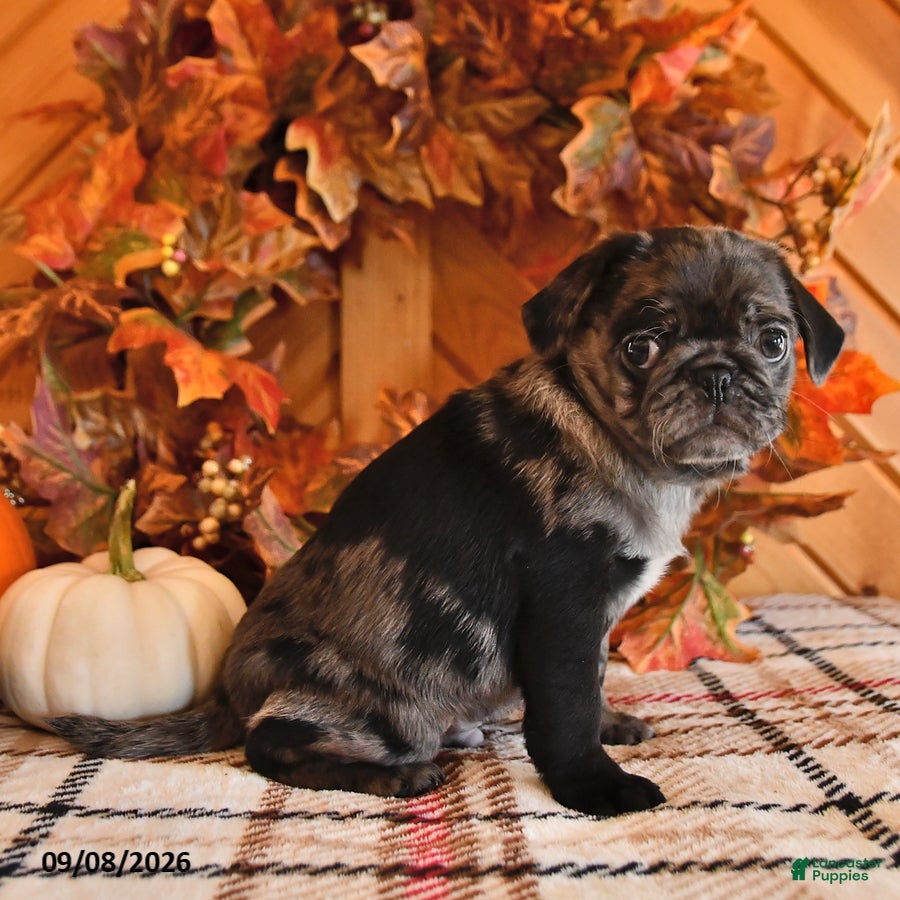 Pug dogs Dawson - Ad 2