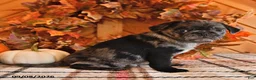Pug dogs for sale: Dawson - Ad 2