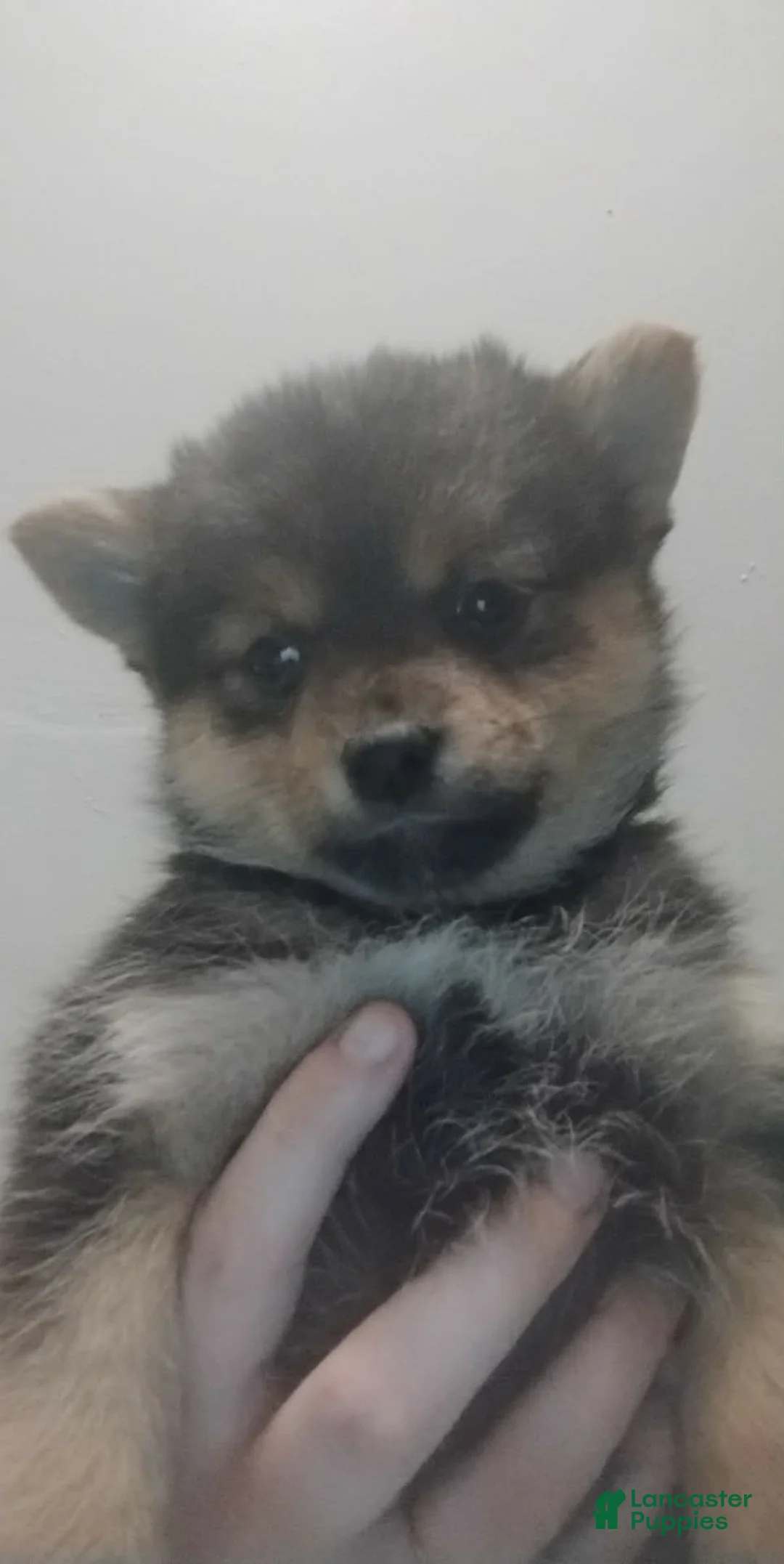 Mixed Breed dogs for sale: Mixed Breed Puppy 1 - Ad 1