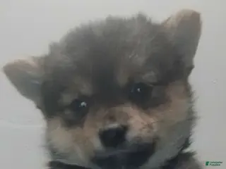 Mixed Breed dogs Mixed Breed Puppy 1 - Ad 23