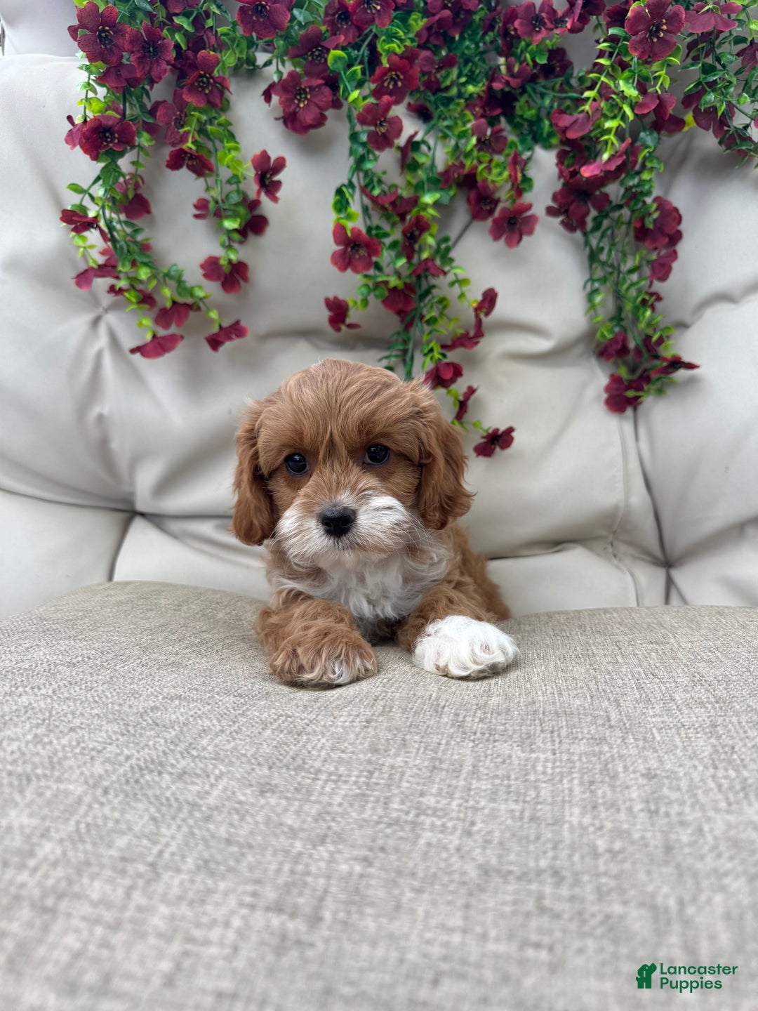 Cavapoo dogs for sale: Scarlet  - Ad 3