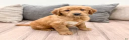 Golden Retriever dogs for sale: Chancy - Ad 3