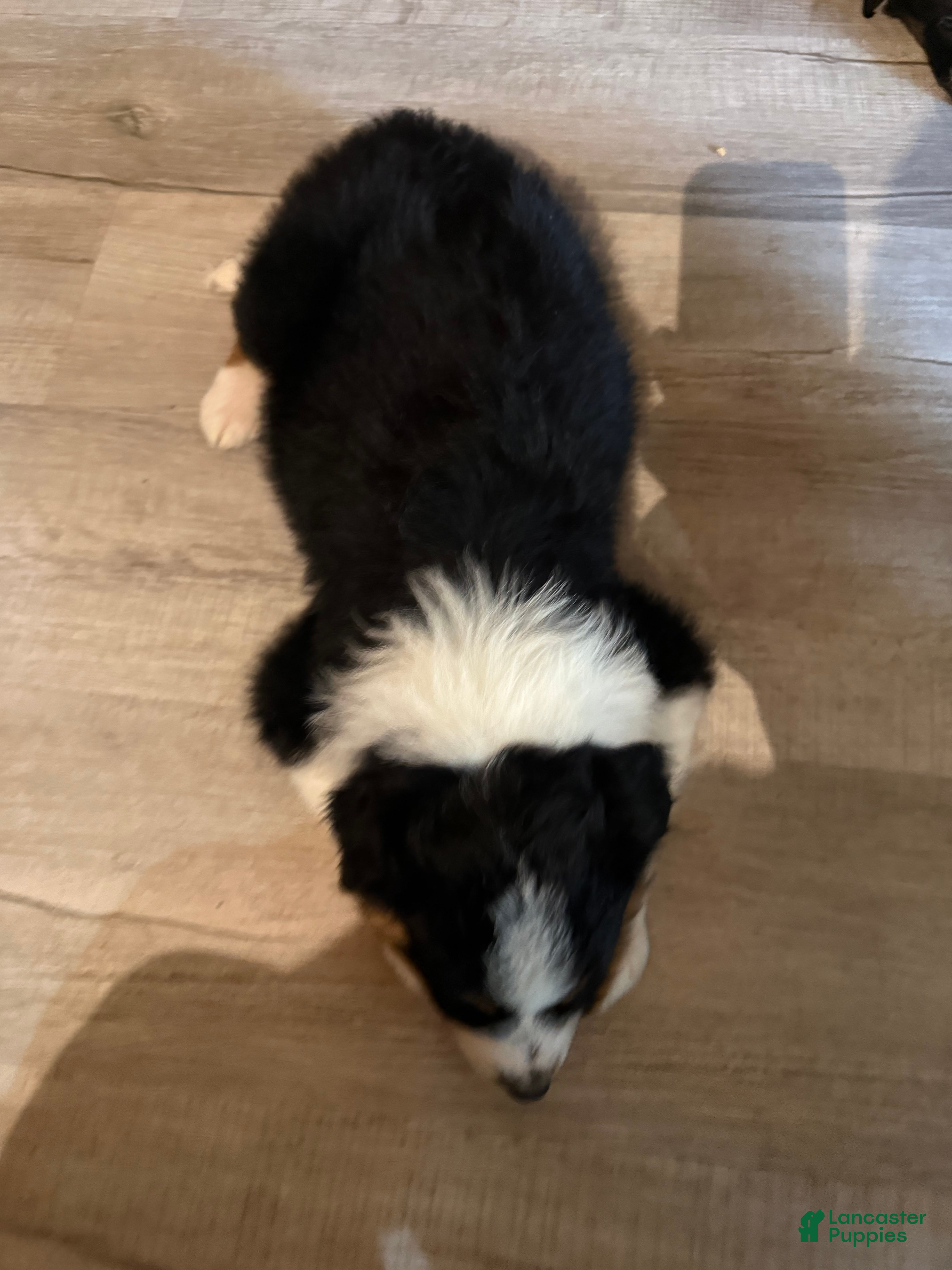 Australian Shepherd dogs Puppy 5 - Ad 40