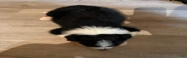 Puppy 5