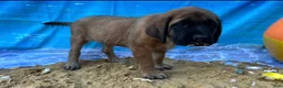 English Mastiff dogs for sale: Pearl - Ad 3