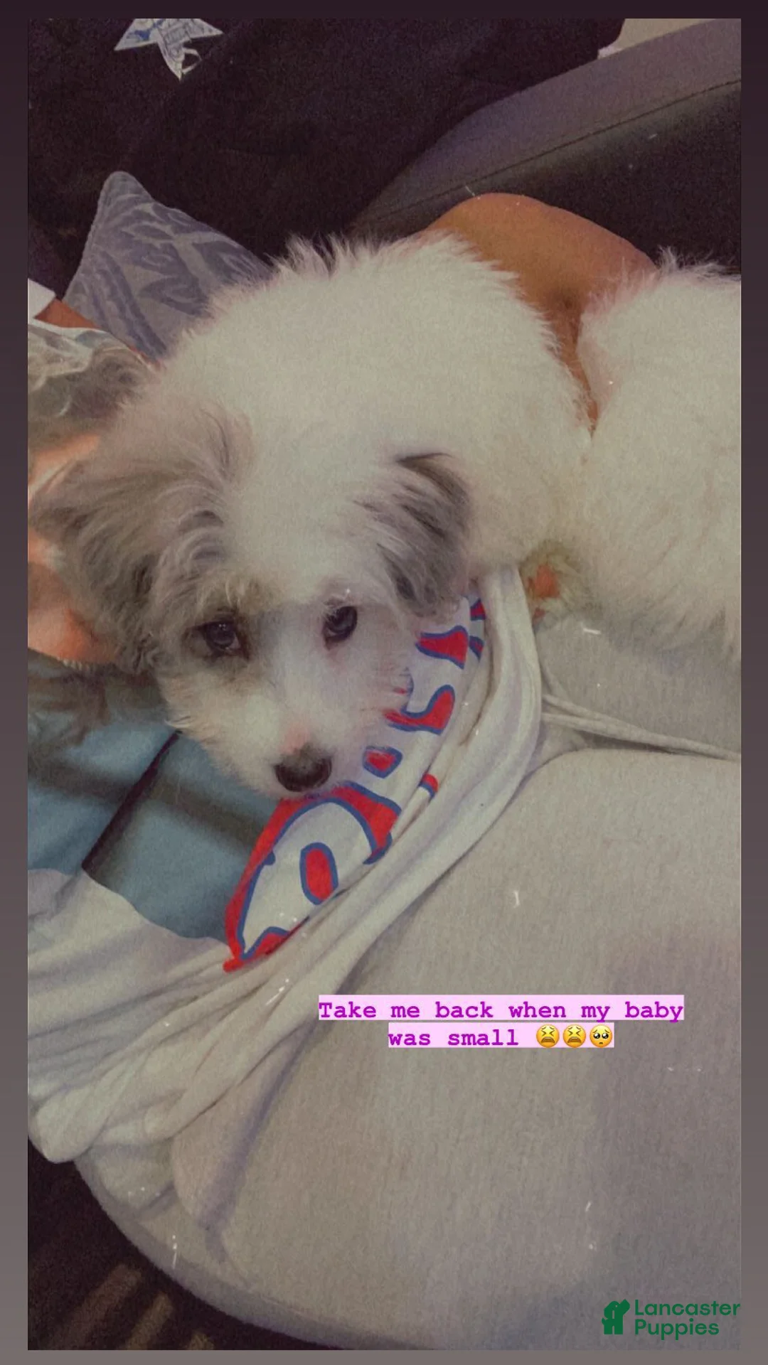 Eskipoo dogs for sale: Lola C, Wheelings - Ad 2