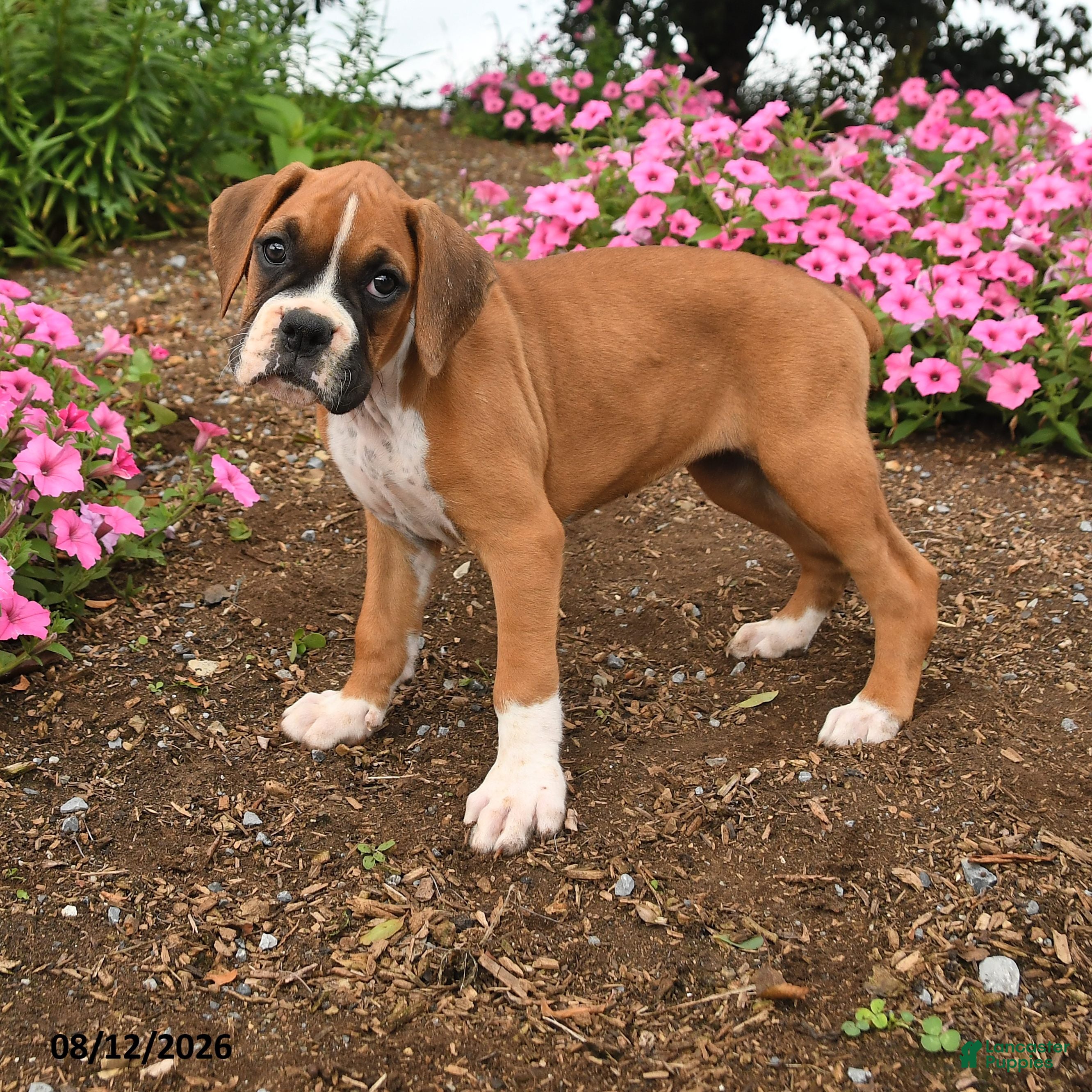 Boxer dogs Tess - Ad 1