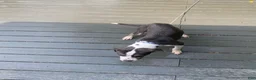 American Pit Bull Terrier dogs for sale: American Pit Bull Terrier 1 - Ad 3