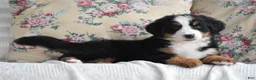 Bernese Mountain Dog dogs for sale: Clover - Ad 11