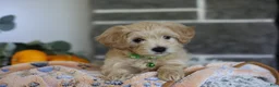 Maltipoo dogs for sale: Beanie - Ad 9