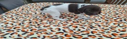 German Shorthaired Pointer dogs for sale: German Shorthaired Pointer Willow - Ad 2