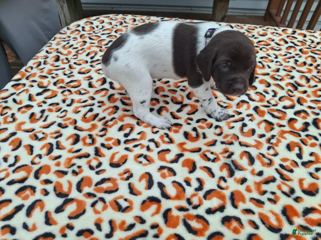 German Shorthaired Pointer dogs for sale: German Shorthaired Pointer Willow - Ad 2