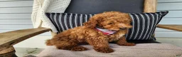 Mini Bernedoodle dogs for sale: Blake - Ad 4