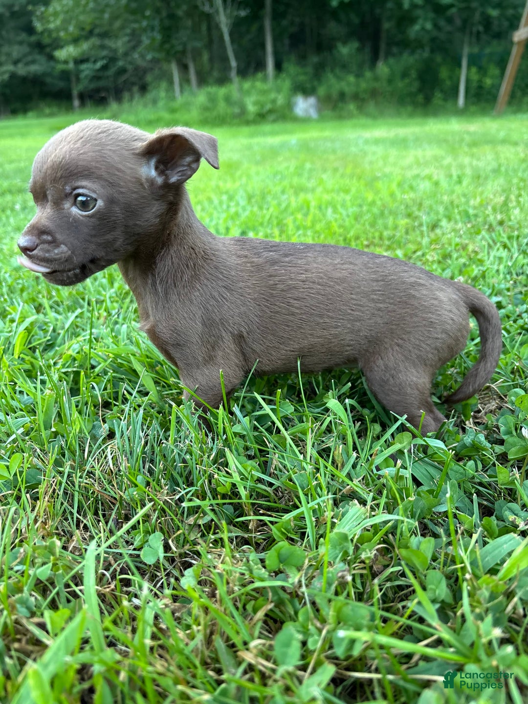 Chihuahua dogs for sale: Genny - Ad 10