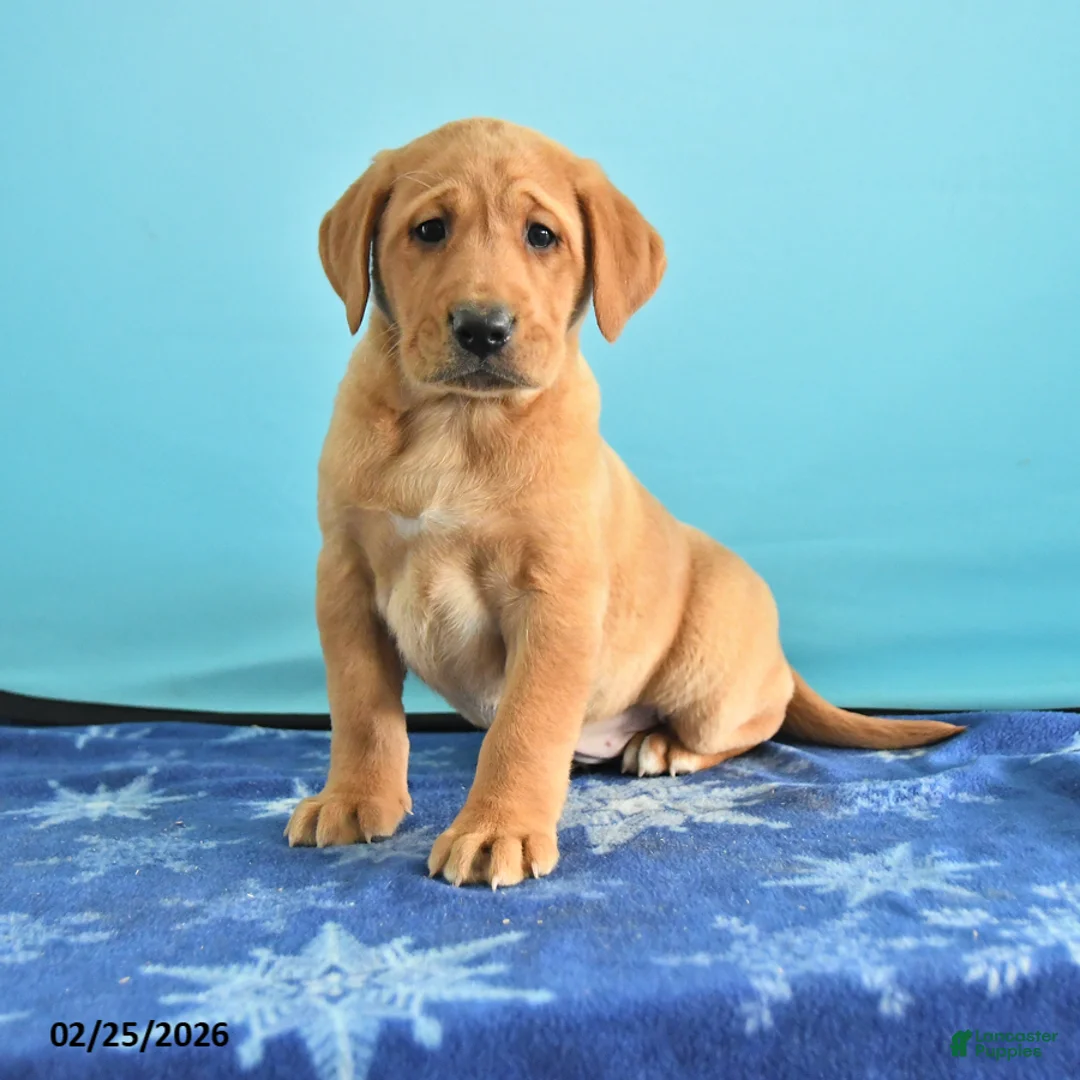 Labrador Retriever dogs for sale: Gretchen - Ad 1
