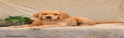 Goldendoodle dogs for sale: Trigger - Ad 5
