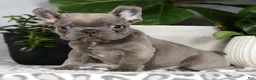 French Bulldog dogs for sale: Uma - Ad 4