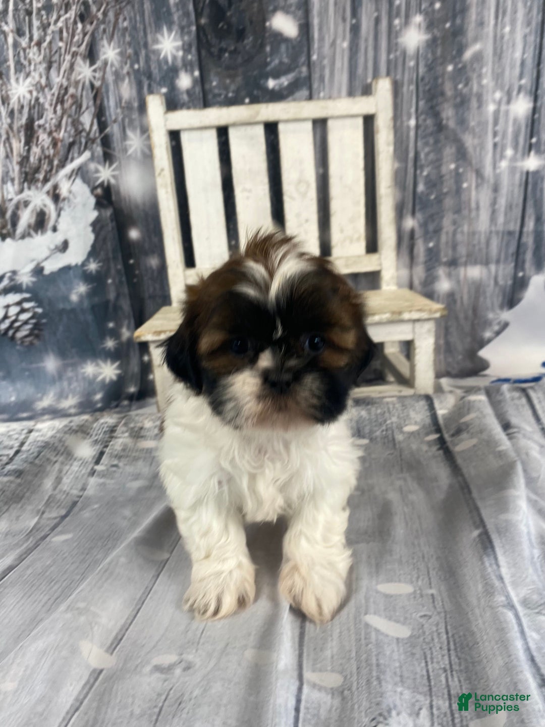 Shih Tzu dogs for sale: Pearl - Ad 11