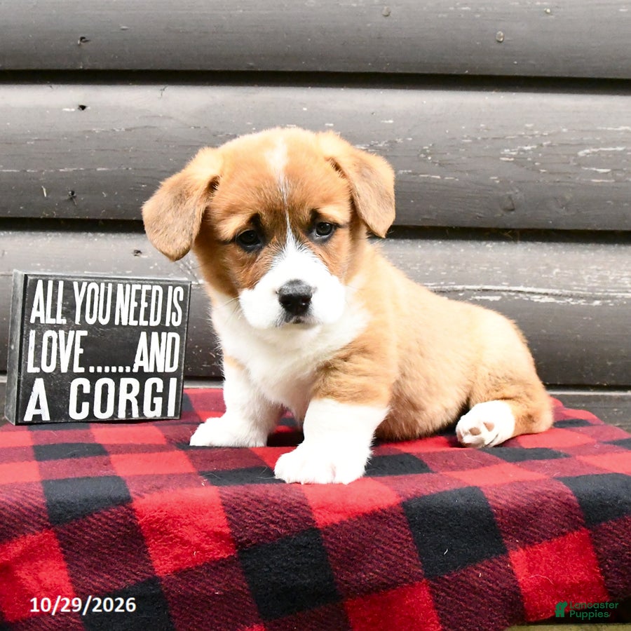 Welsh Corgi Pembroke dogs for sale: Mason - Ad 2