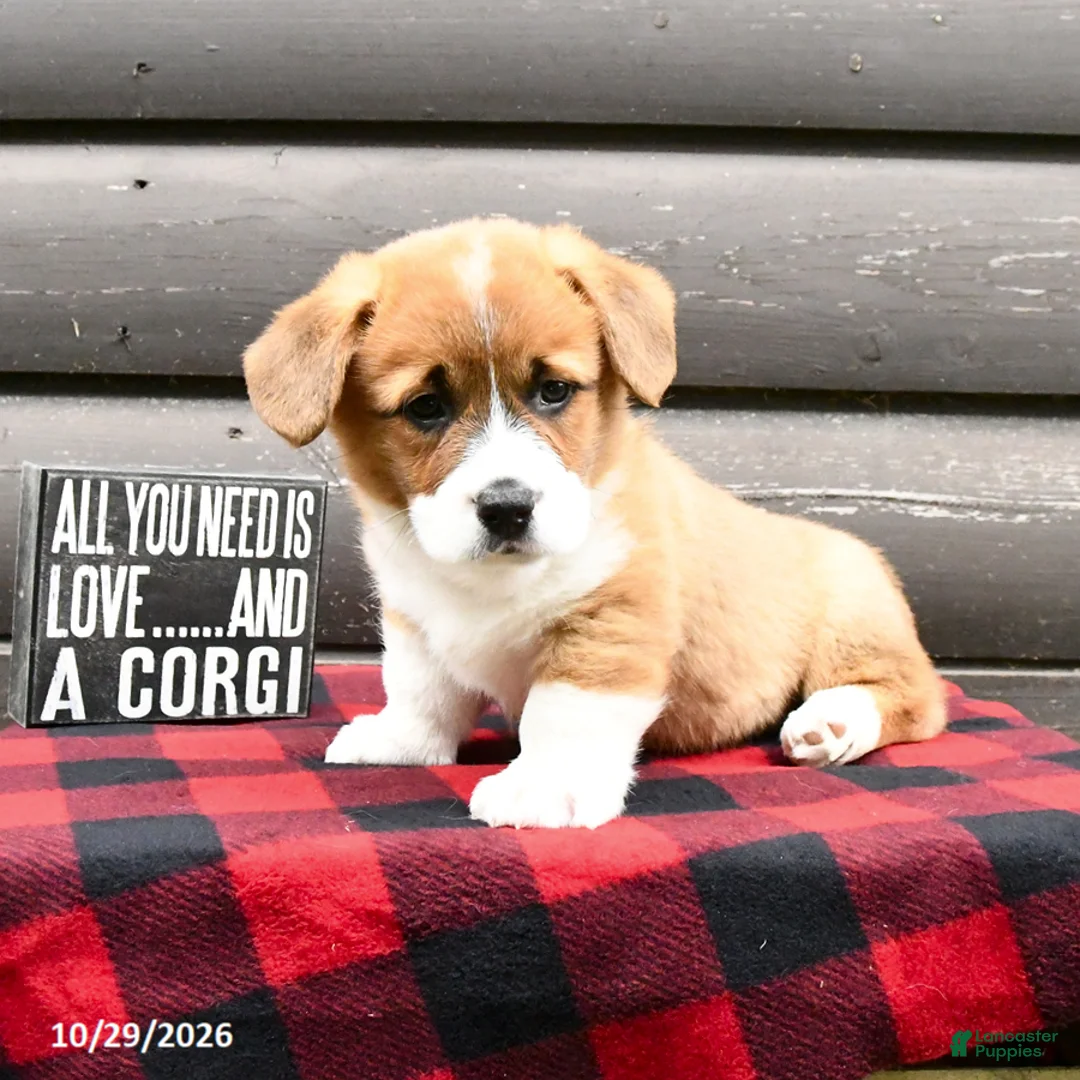 Welsh Corgi Pembroke dogs for sale: Mason - Ad 2