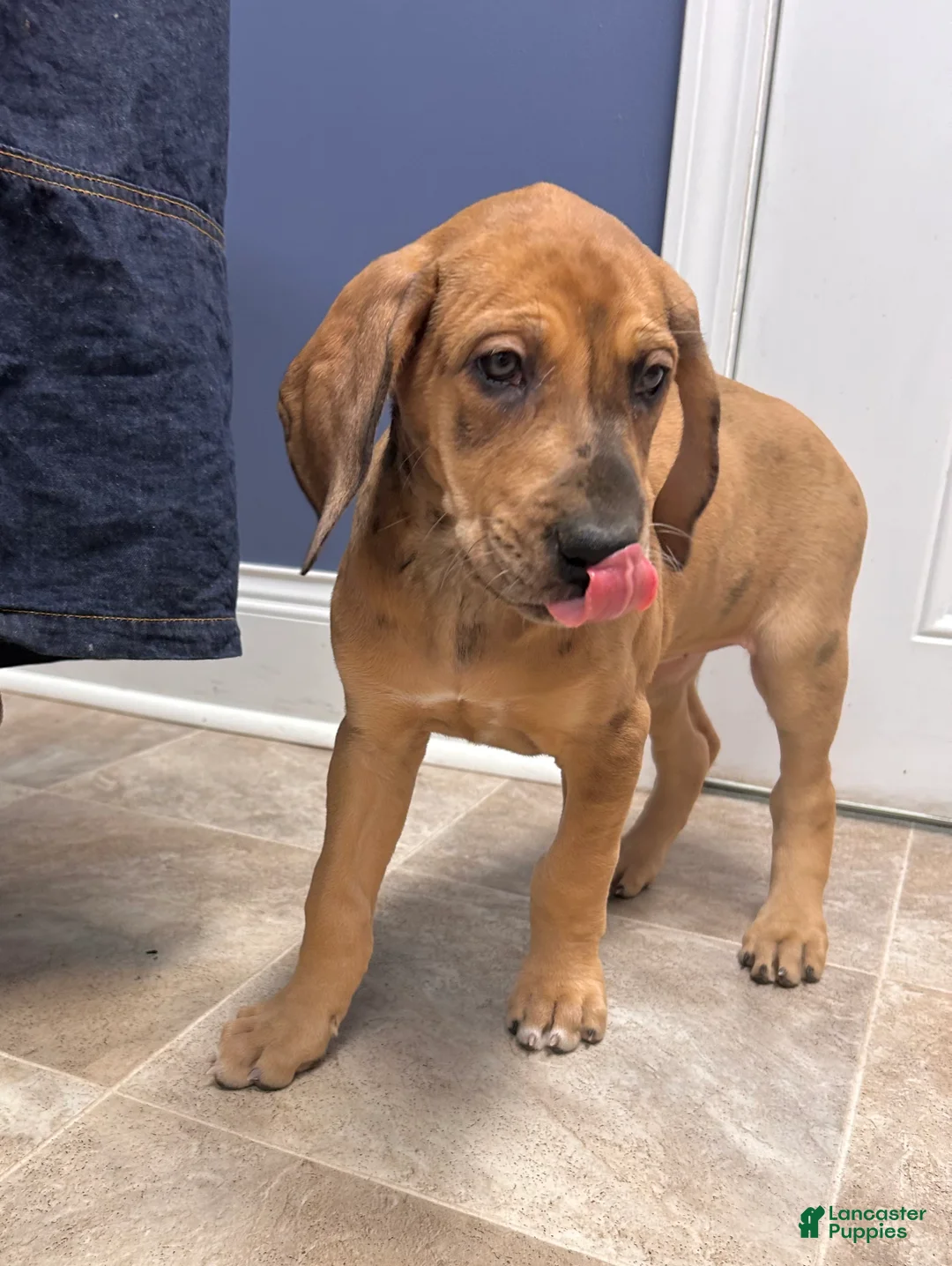 Great Dane dogs for sale: Jellybean - Ad 3