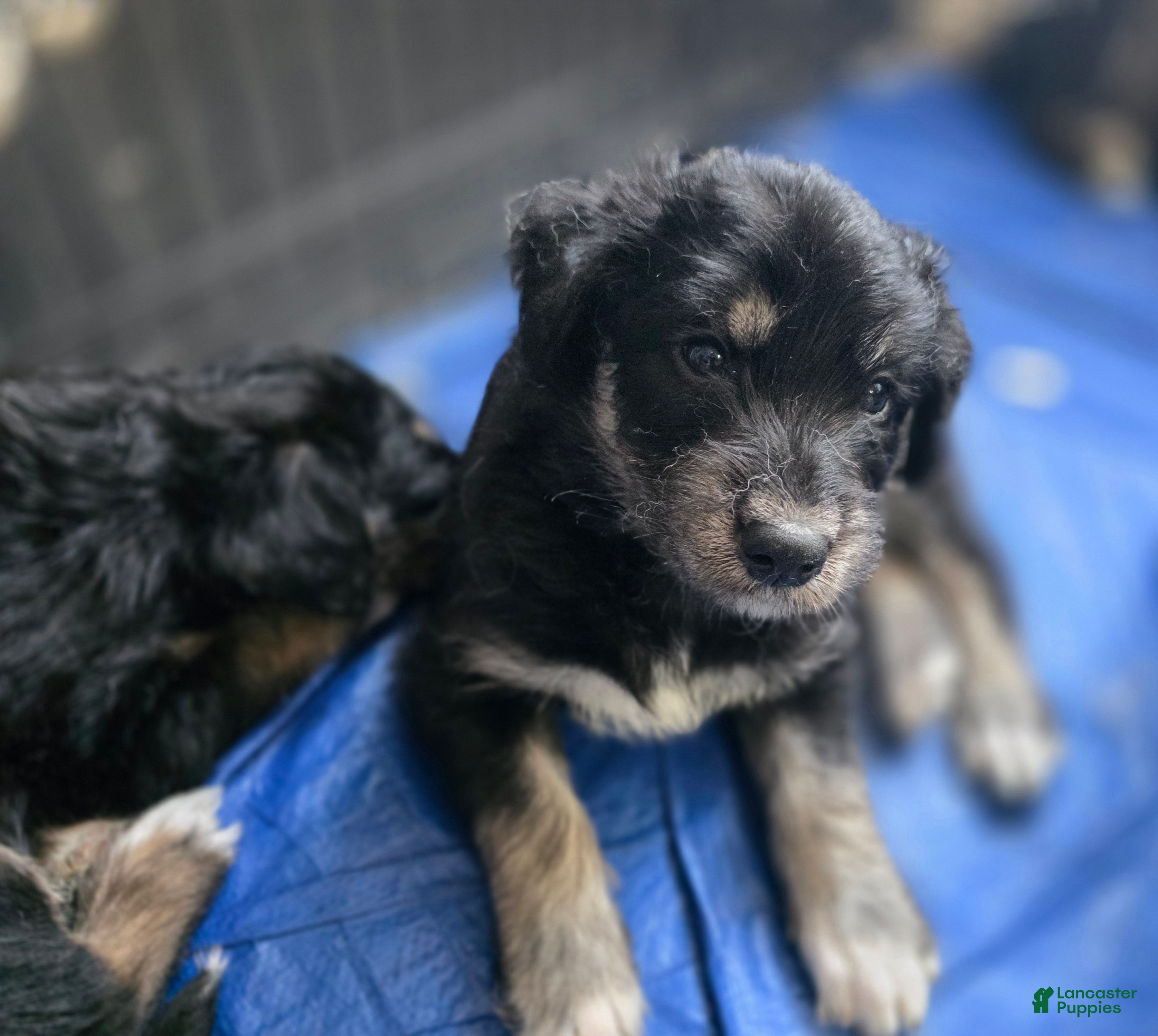 Huskipoo dogs Gaston - Ad 2