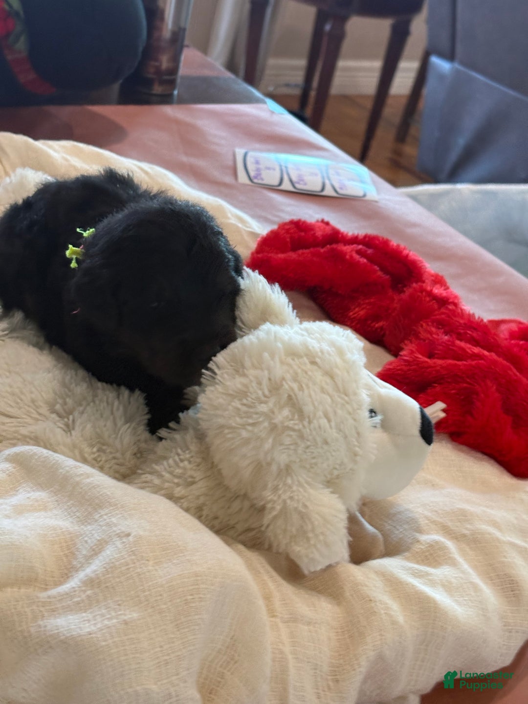 Mixed Breed dogs for sale: female # 4 English Shepherd Doodle  - Ad 3